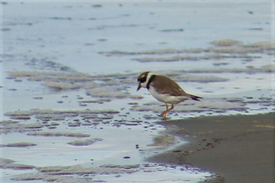 Semipalmated Plover - ML261755211