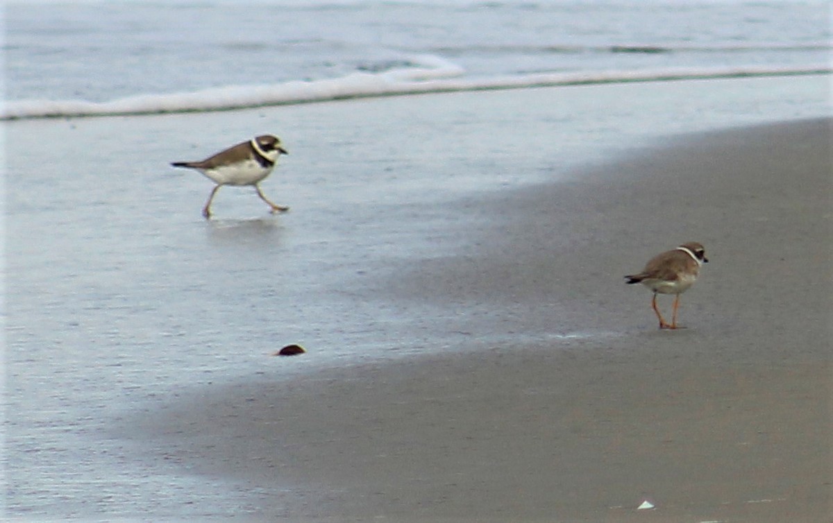 Semipalmated Plover - ML261755221