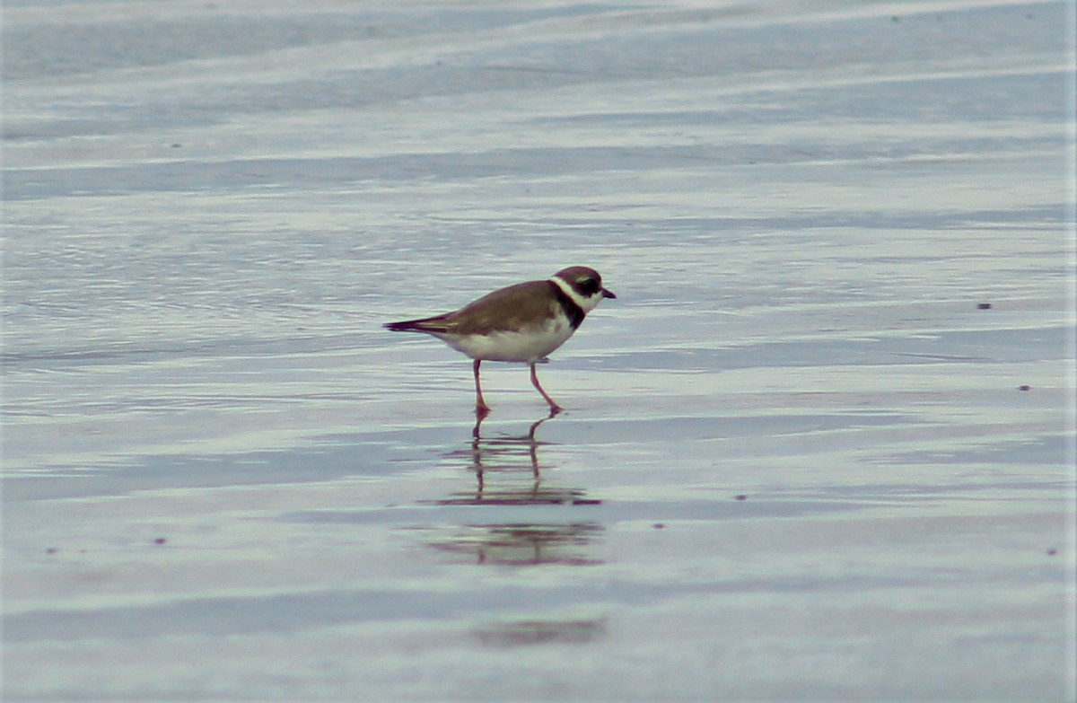 Semipalmated Plover - ML261755231