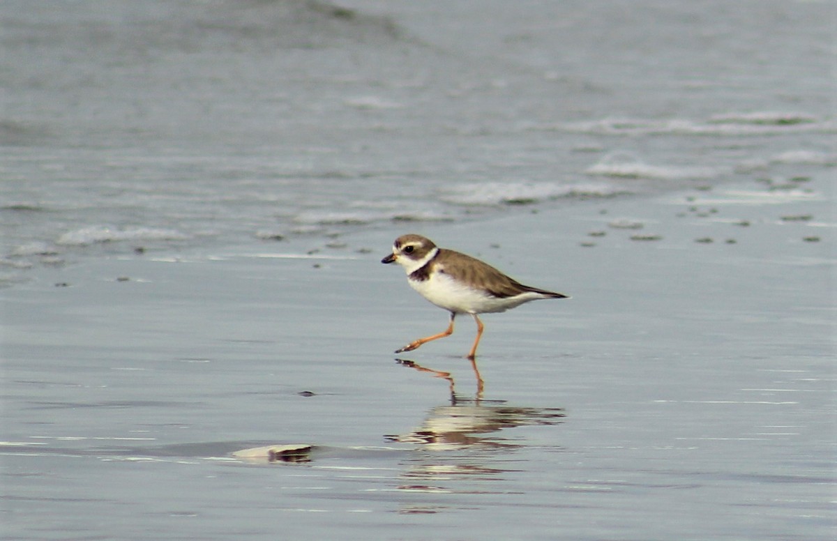Semipalmated Plover - ML261755241