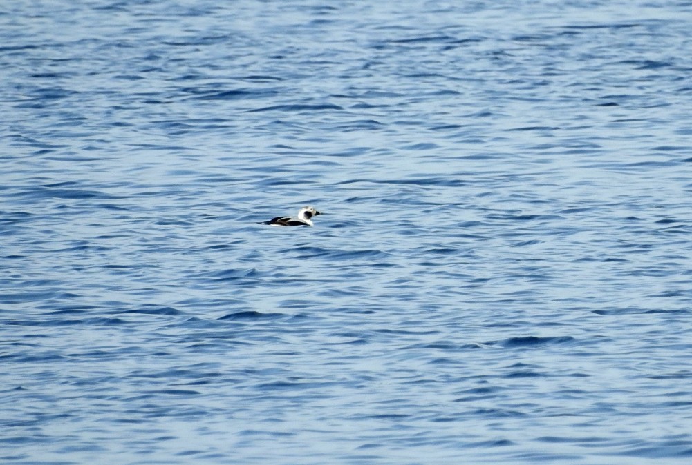 Long-tailed Duck - ML26175611