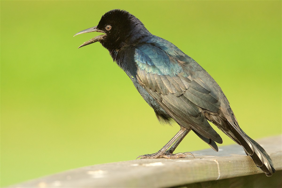 Boat-tailed Grackle - ML261756171