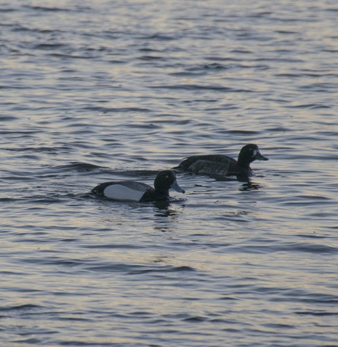 Greater Scaup - ML261758141