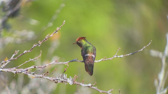Frilled Coquette - ML261778191