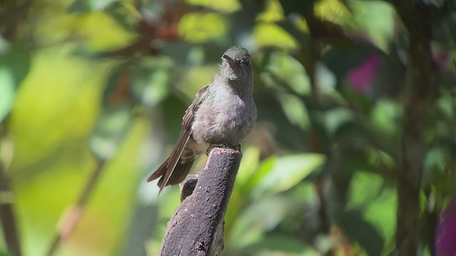 Sombre Hummingbird - ML261778981
