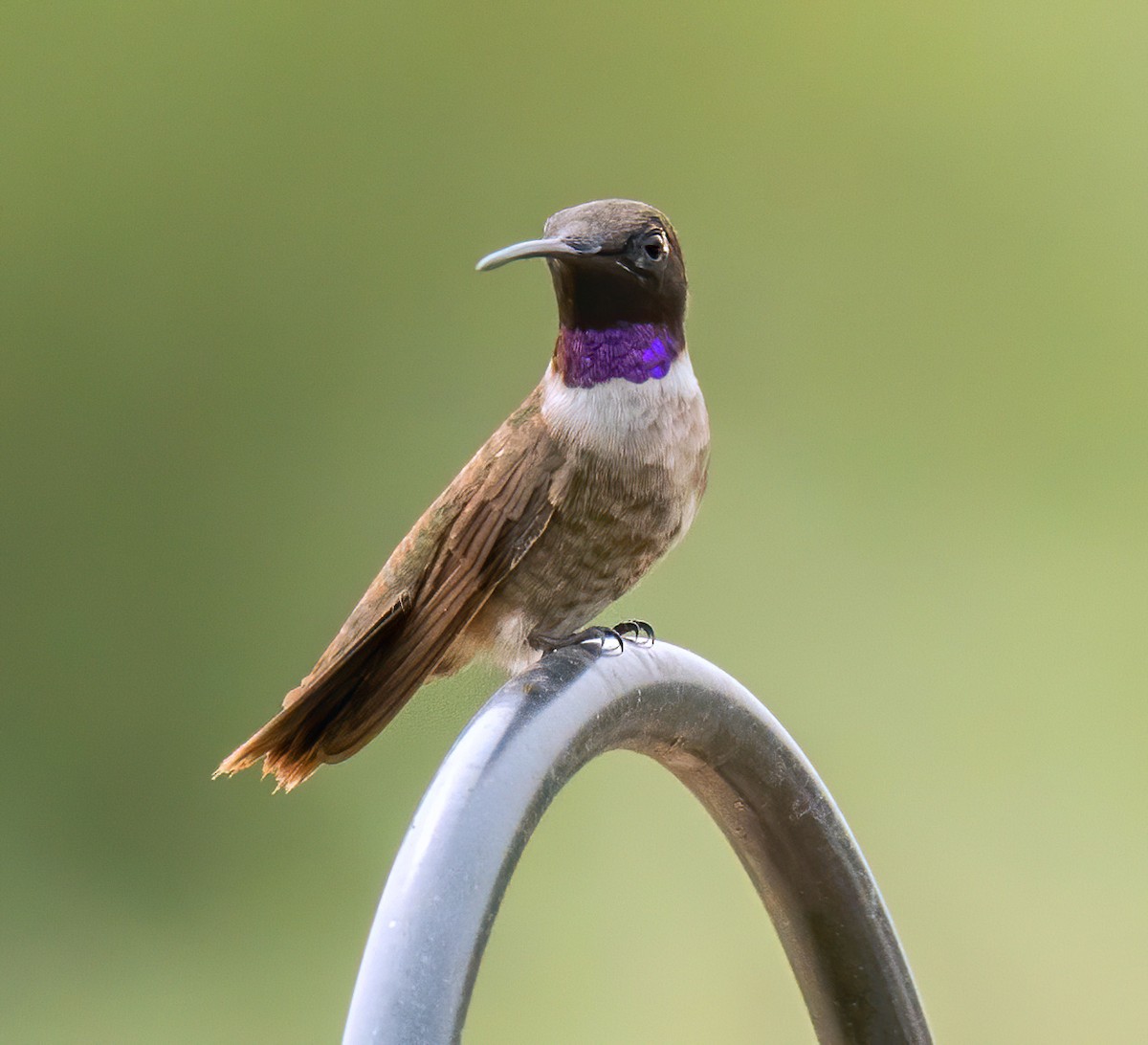 Black-chinned Hummingbird - Alison Davies