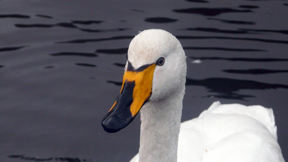 Whooper Swan - Simon Tonge