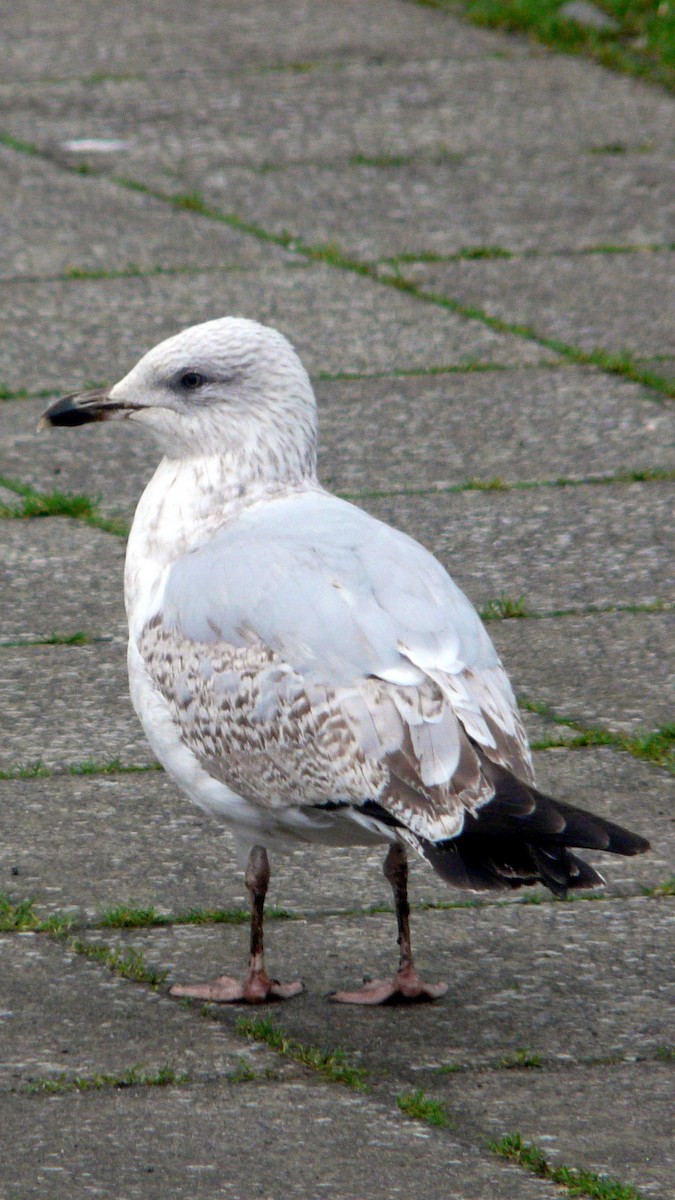 Herring Gull (European) - ML26178381