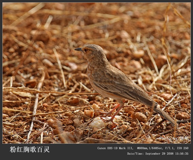 Pink-breasted Lark - Qiang Zeng