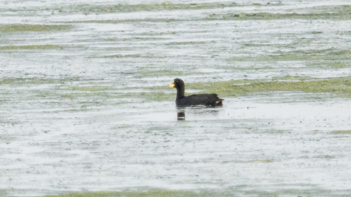 Red-gartered Coot - ML261787671