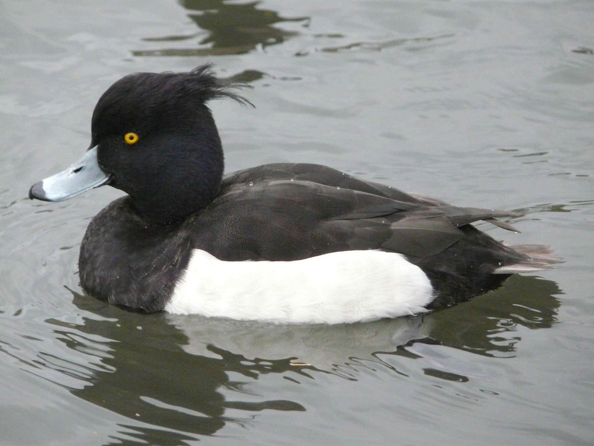 Tufted Duck - ML26178781
