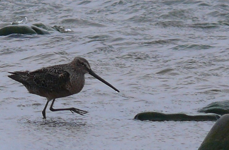 Long-billed Dowitcher - James Turland