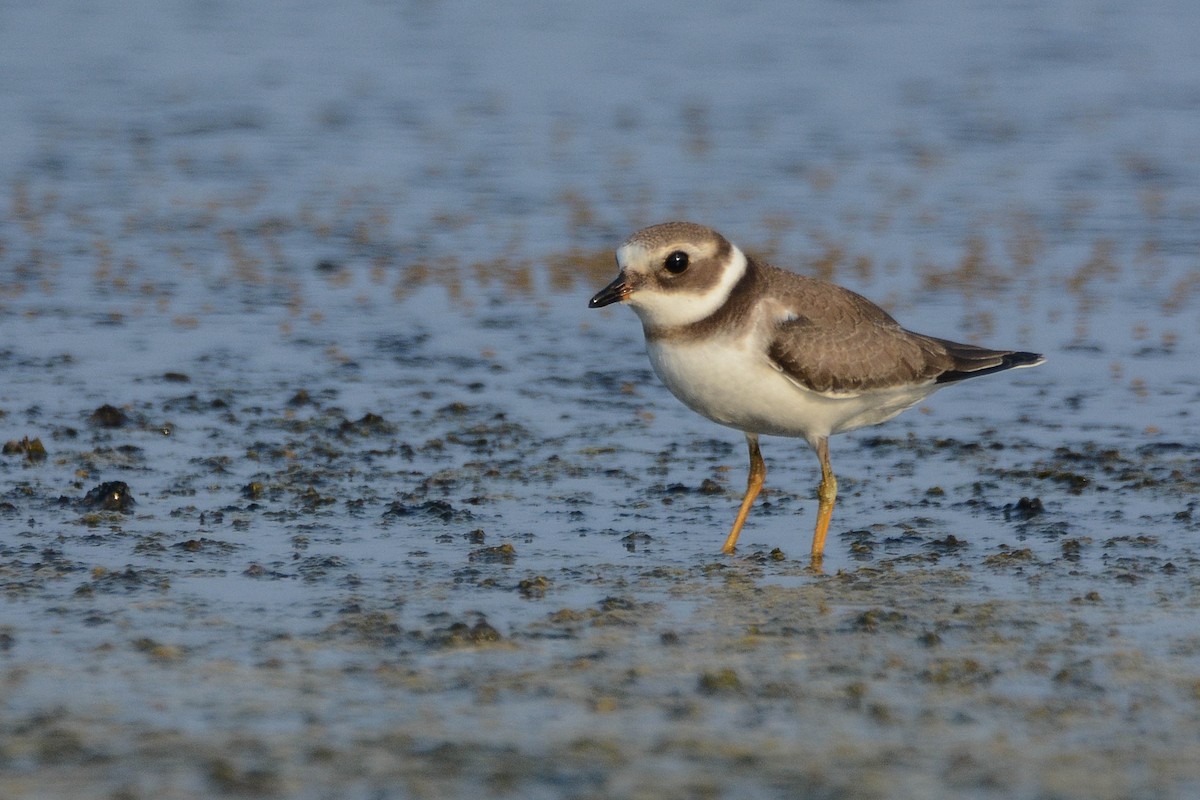 Common Ringed Plover - ML261792031