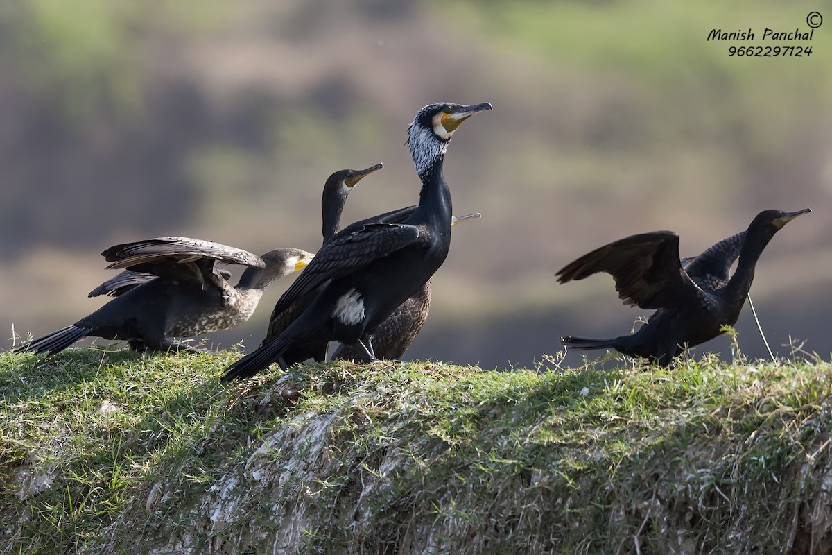 Great Cormorant - Manish Panchal