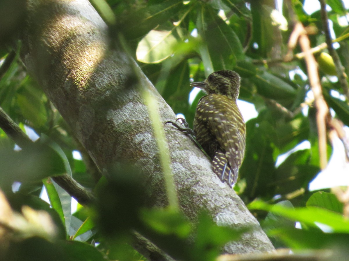 White-spotted Woodpecker - Wanieulli Pascoal Lopes Nascimento