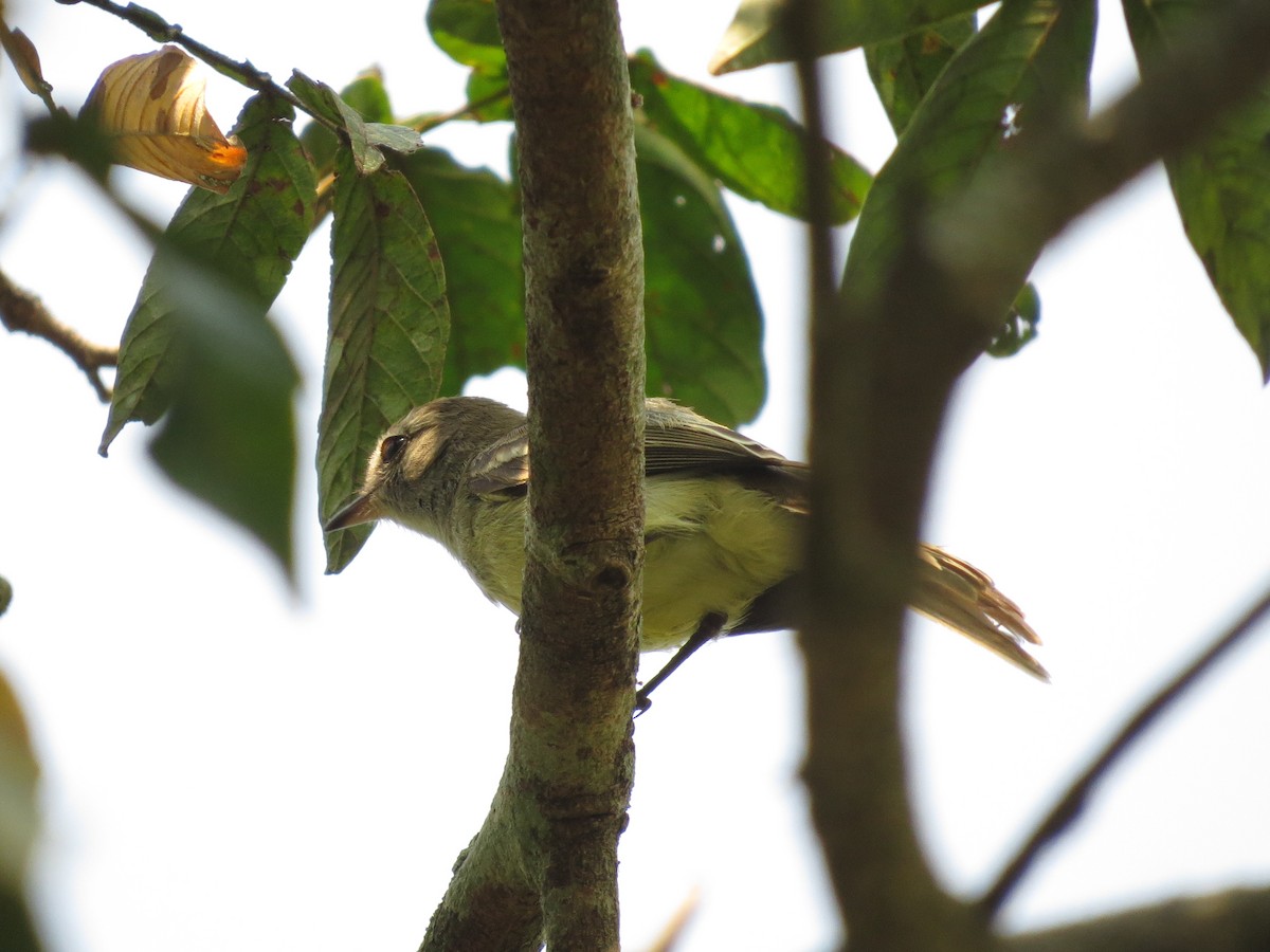 Southern Mouse-colored Tyrannulet - Wanieulli Pascoal Lopes Nascimento