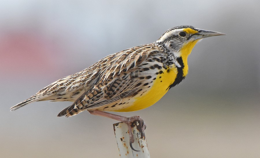 Western x Eastern Meadowlark (hybrid) - eBird