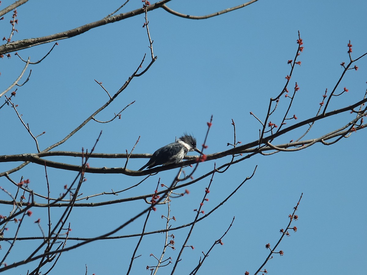 Belted Kingfisher - ML26180461