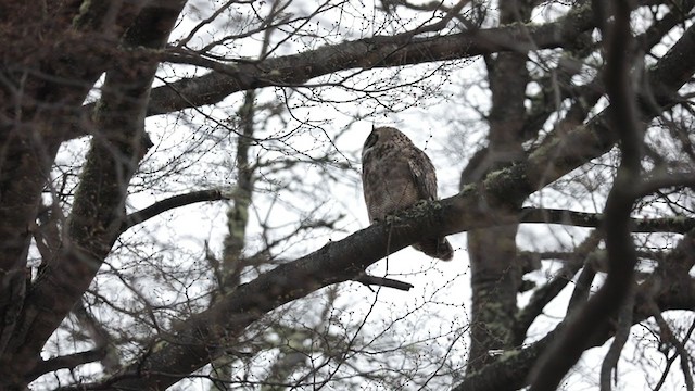 Lesser Horned Owl - ML261805541