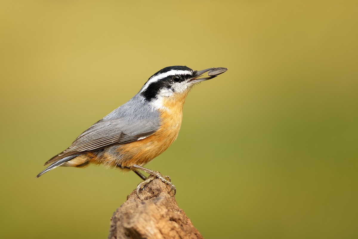 Red-breasted Nuthatch - ML261806601