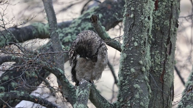 Lesser Horned Owl - ML261807221