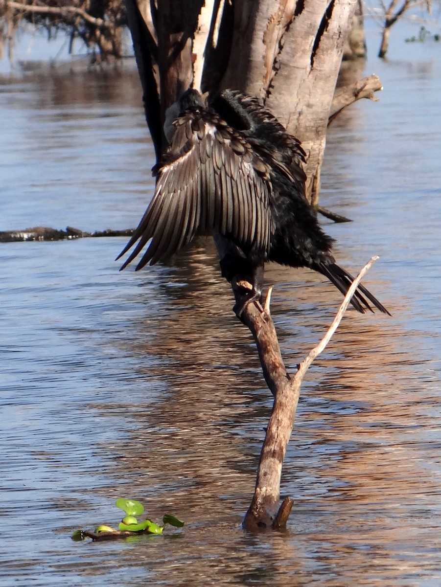 Long-tailed Cormorant - ML26181051