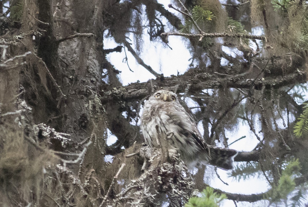 Northern Pygmy-Owl - ML261810661