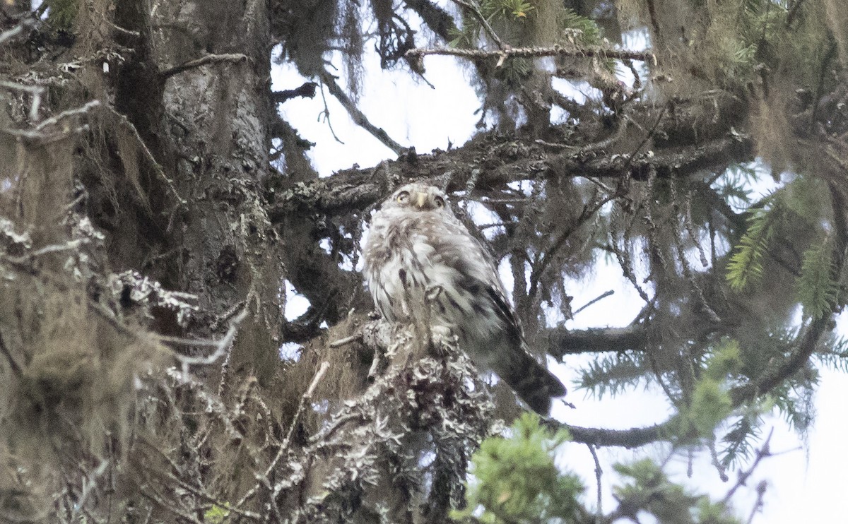 Northern Pygmy-Owl - ML261810671