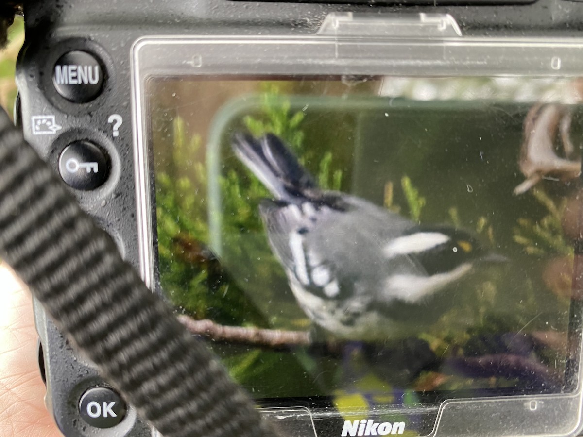 Black-throated Gray Warbler - ML261810921