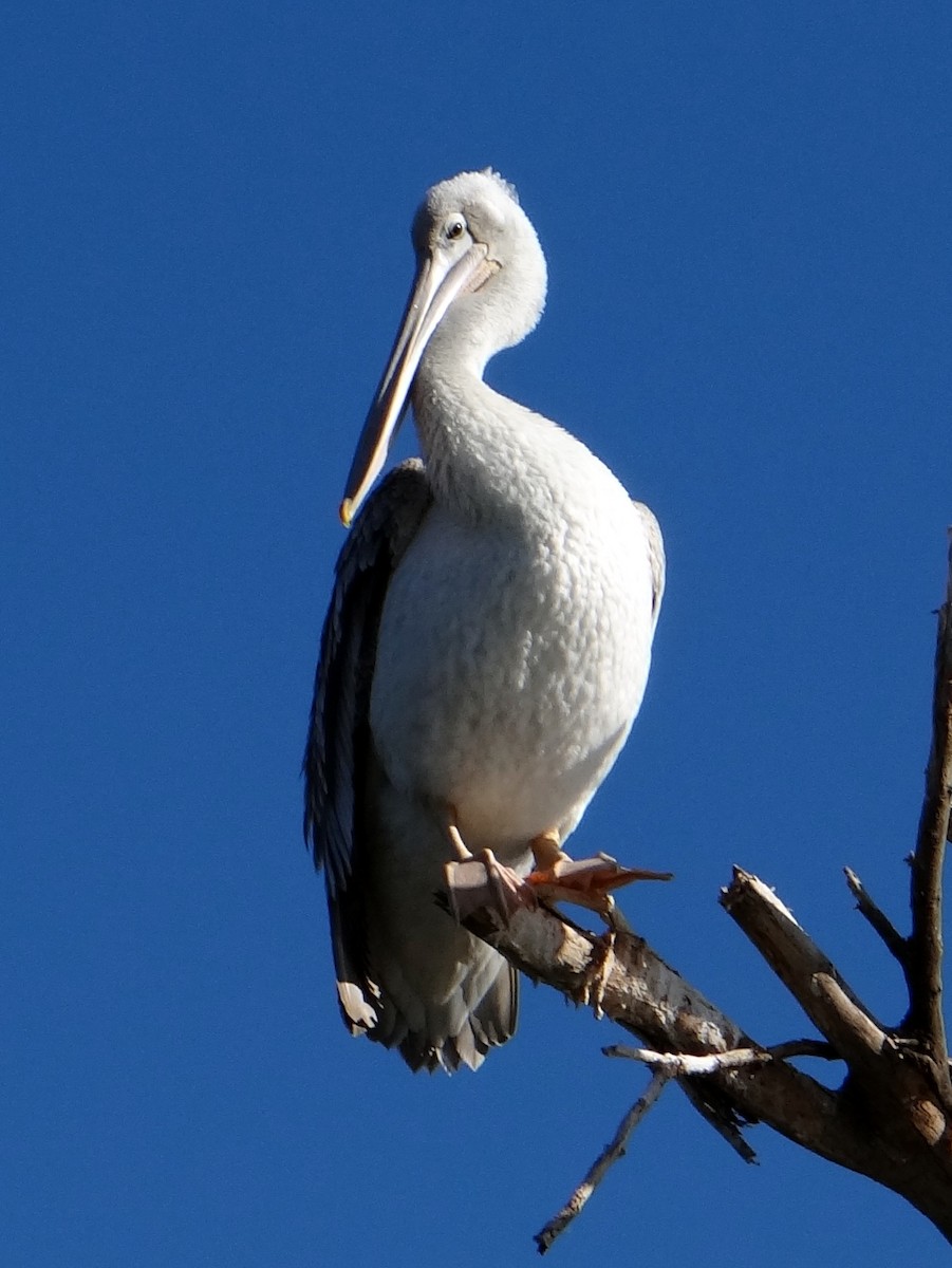 Pink-backed Pelican - ML26181101