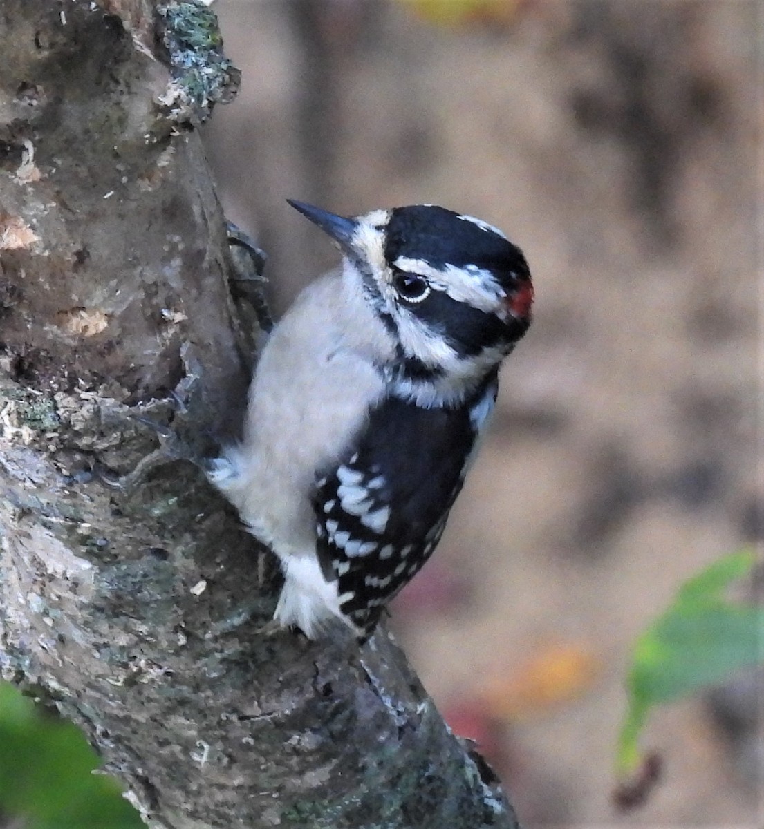 Downy Woodpecker - ML261814591
