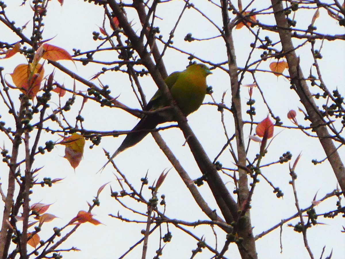 Pin-tailed Green-Pigeon - ML261819331