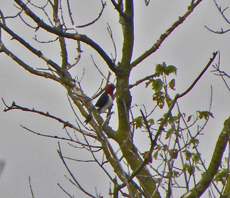 Red-headed Woodpecker - ML261820131