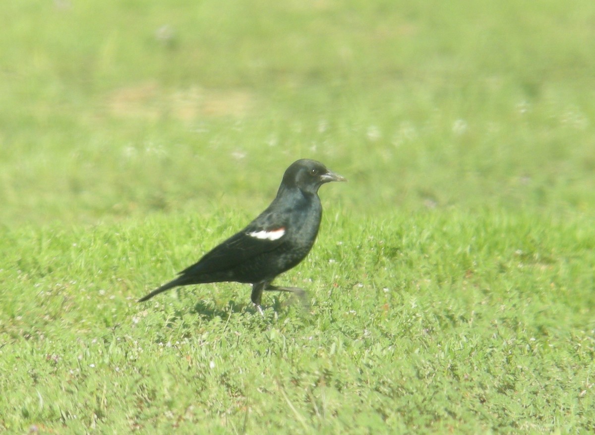 Tricolored Blackbird - ML261824121