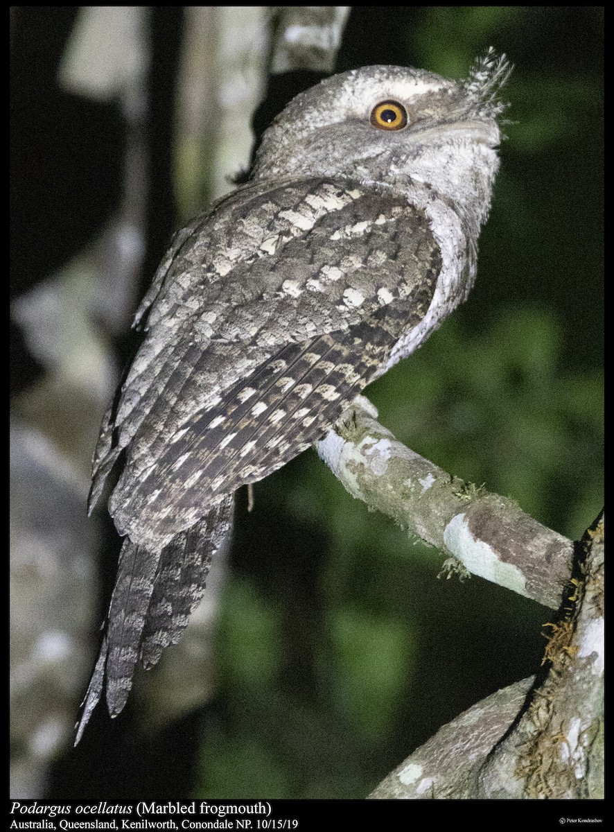 Marbled Frogmouth - ML261827491