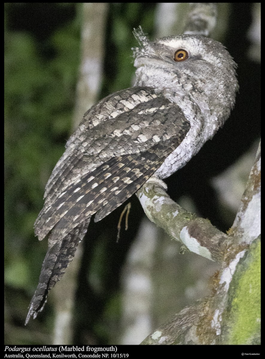 Marbled Frogmouth - ML261827501
