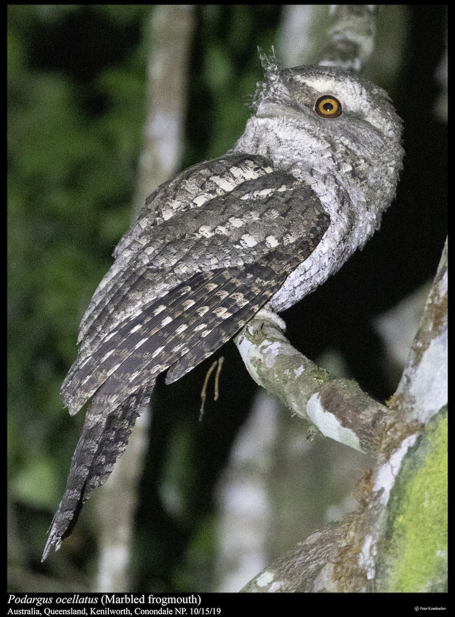 Marbled Frogmouth - ML261827521