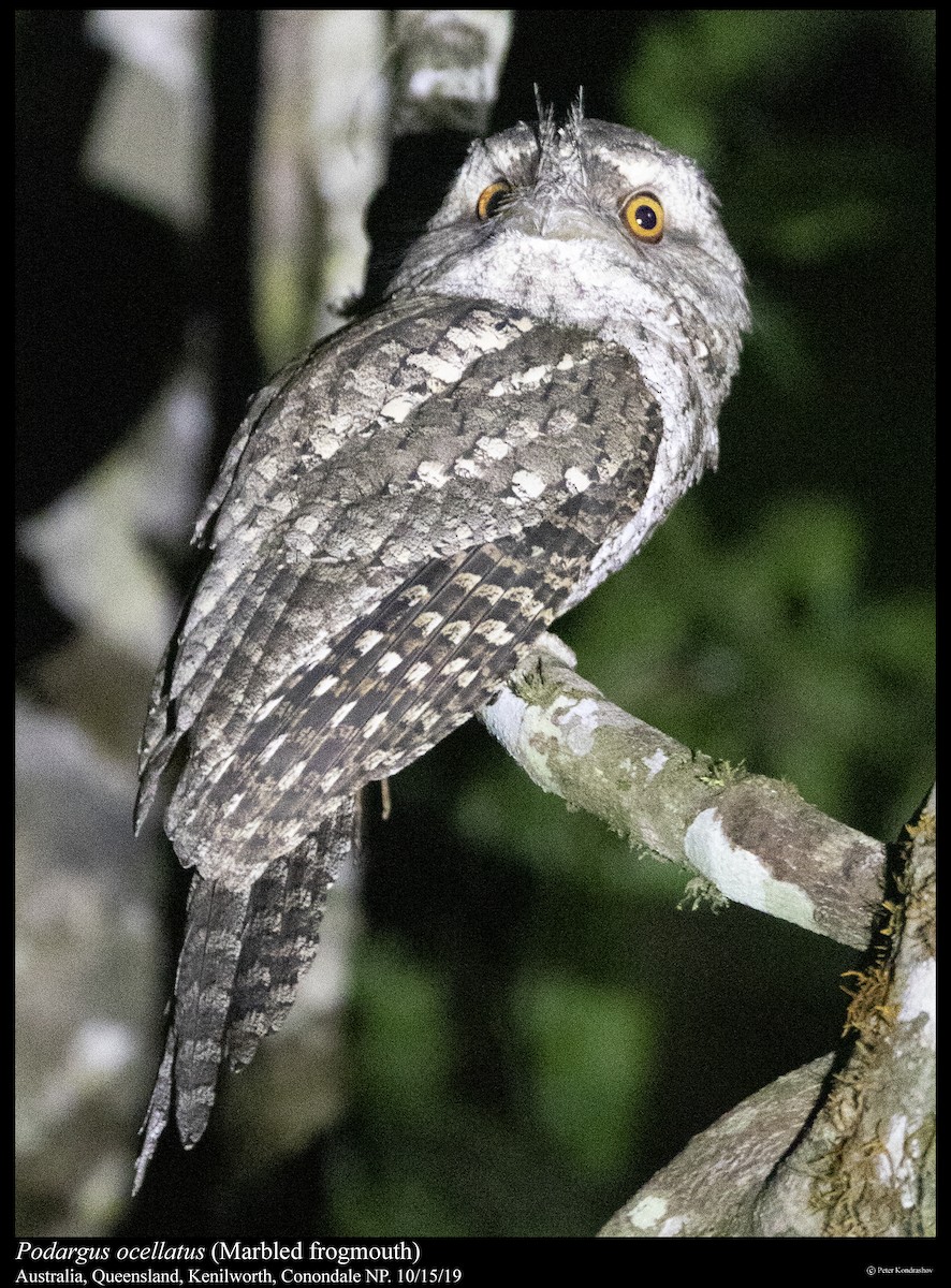 Marbled Frogmouth - ML261827531