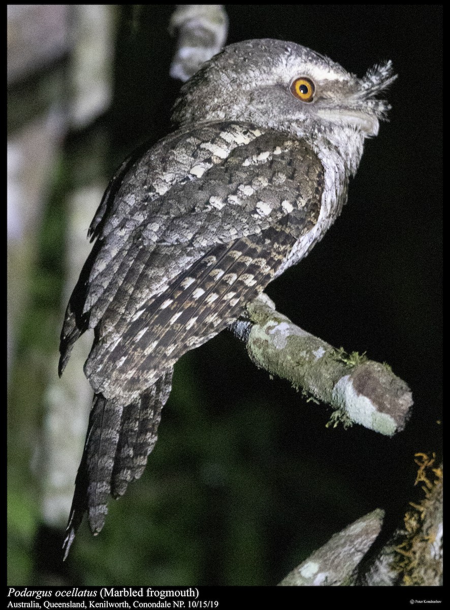 Marbled Frogmouth - ML261827551