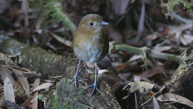 Brown-banded Antpitta - ML261828531