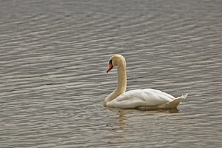 Mute Swan, ML261828571