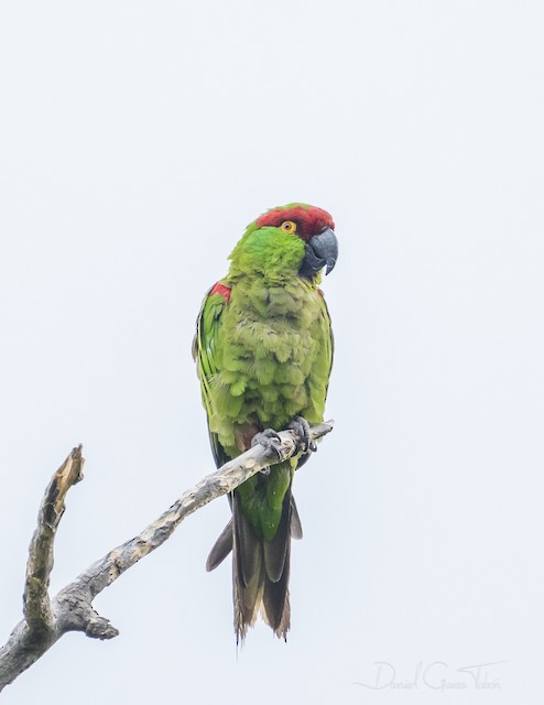 Thick-billed parrot - Wikipedia