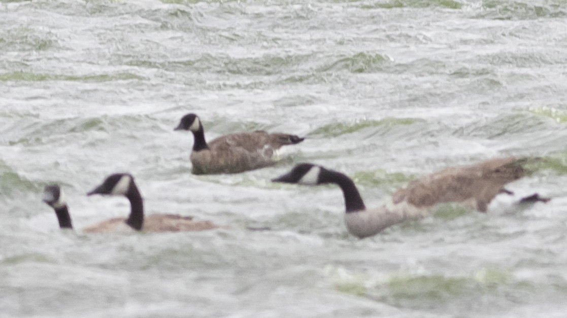 Canada Goose (canadensis Group) - ML261839931