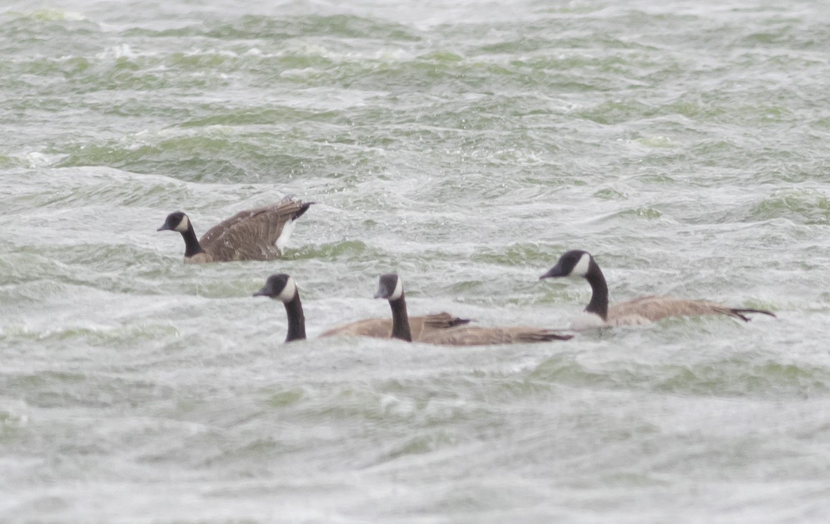 Canada Goose (canadensis Group) - ML261839941