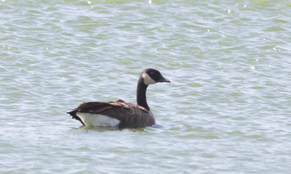 Canada Goose (canadensis Group) - ML261839951