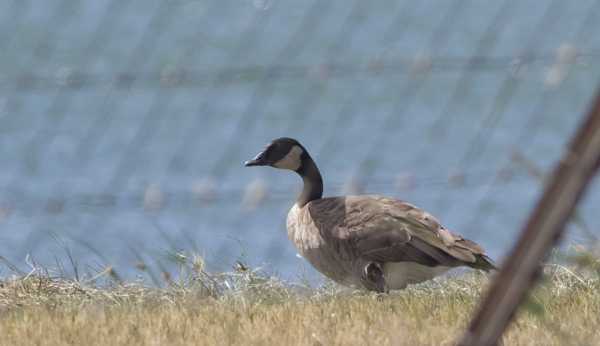 Canada Goose (canadensis Group) - ML261839961