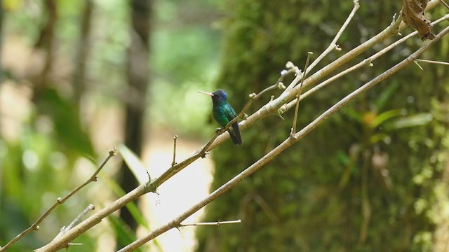 kolibřík modrohlavý - ML261840151