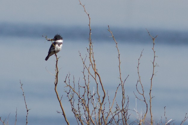 Belted Kingfisher - ML26184281
