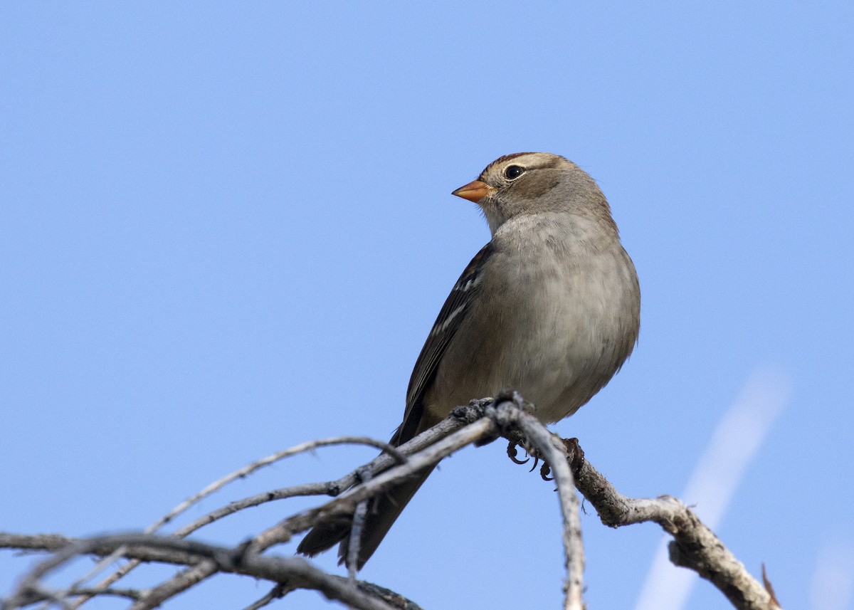 White-crowned Sparrow - ML261845731