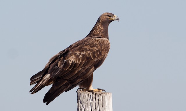 Fourth-year in winter - Golden Eagle - 
